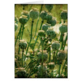 Mohnblumen-Blumen-Samen-Hülsen (Vorne)