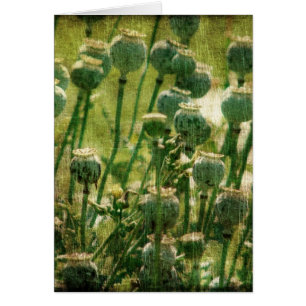 Mohnblumen-Blumen-Samen-Hülsen