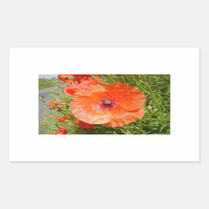 Mohnblumen - Coquelicots Rechteckiger Aufkleber