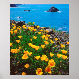 Mohnblumen entlang der Pazifikküste Poster