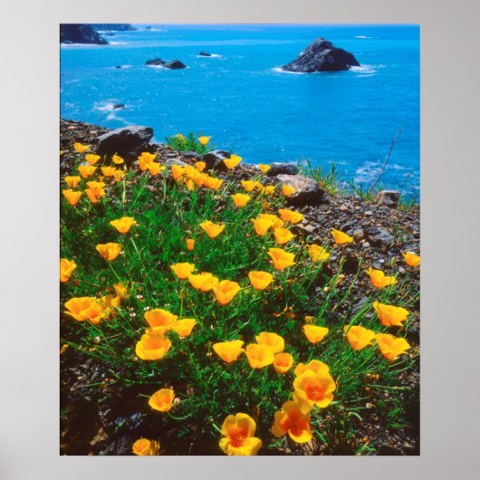 Mohnblumen entlang der Pazifikküste Poster (Vorne)