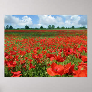 Mohnblumen-Felder Poster