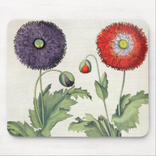 Mohnblumen: flore 1.Papaver multiplici incarnato; Mousepad