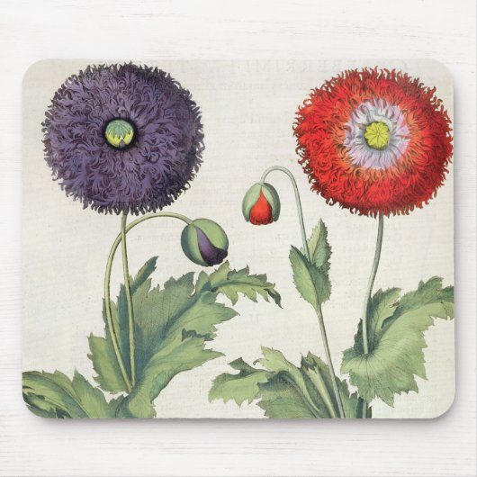 Mohnblumen: flore 1.Papaver multiplici incarnato; Mousepad (Vorne)