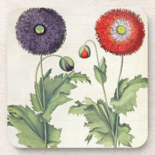 Mohnblumen: flore 1.Papaver multiplici incarnato; Untersetzer