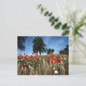 Mohnblumen im Kornfeld Postkarte (Stehend Vorderseite)