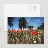 Mohnblumen im Kornfeld Postkarte (Vorne/Hinten)