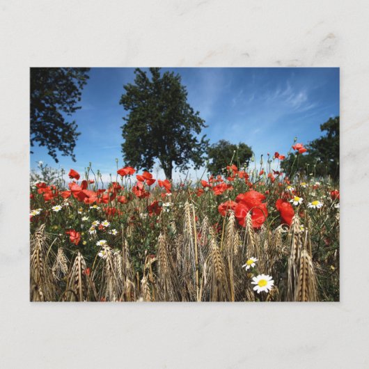 Mohnblumen im Kornfeld Postkarte (Vorderseite)