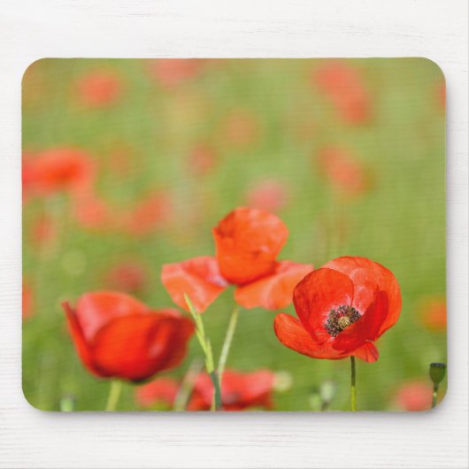 Mohnblumen in einem Mohnblumenfeld mousepad (Vorne)