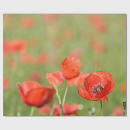 Mohnblumen in einem Mohnblumenfeld-Packpapier Geschenkpapier (Flach)