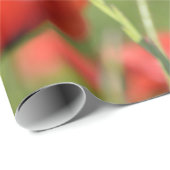Mohnblumen in einem Mohnblumenfeld-Packpapier Geschenkpapier (Rolleneckpunkt)