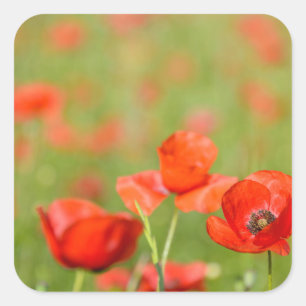 Mohnblumen in einem Mohnblumenfeldaufkleber Quadratischer Aufkleber
