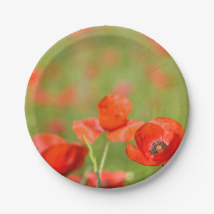 Mohnblumen in einem pappteller