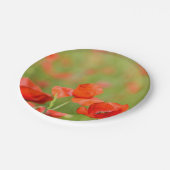 Mohnblumen in einem pappteller (Schrägansicht)