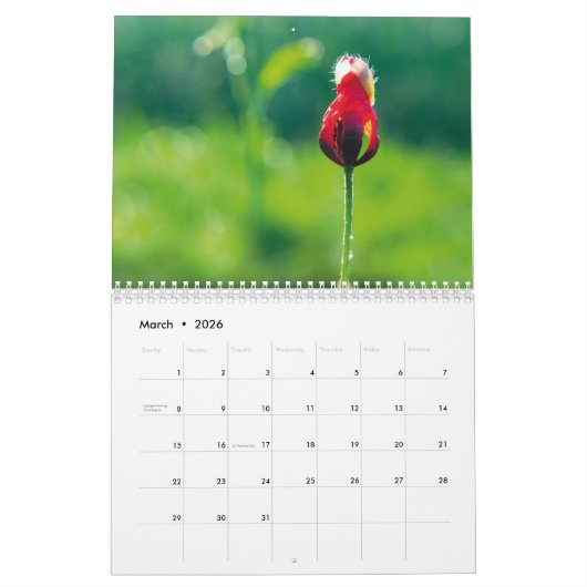 Mohnblumen in meinem Mohnblumen-Garten - Kalender (Mär 2026)