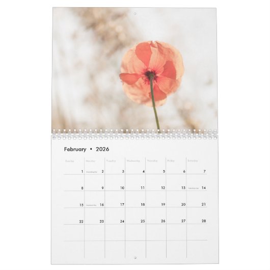 Mohnblumen in meinem Mohnblumen-Garten - Kalender (Feb 2026)