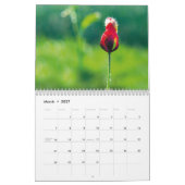 Mohnblumen in meinem Mohnblumen-Garten - Kalender (Mär 2027)