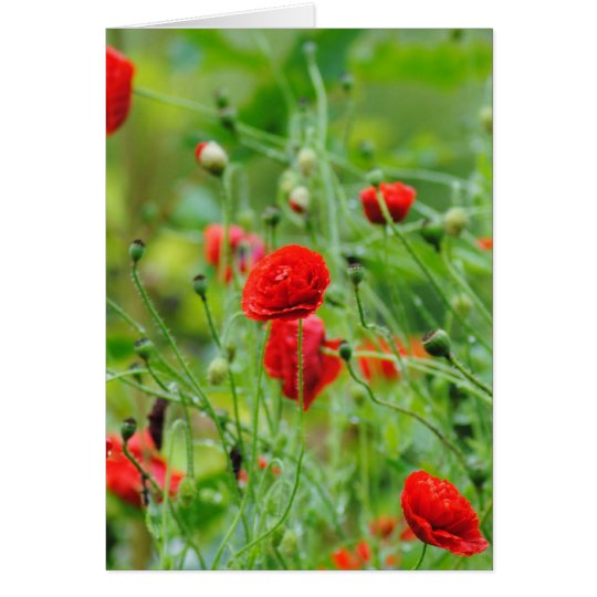 Mohnblumen Karte