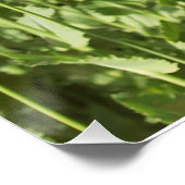 Mohnblumen-lila Blume blüht Poster (Ecke)