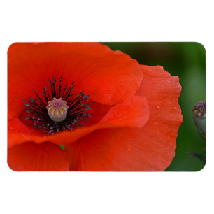 Mohnblumen-Magnet Magnet