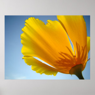 MOHNBLUMEN Mohnblumen-Blumen 13 Poster