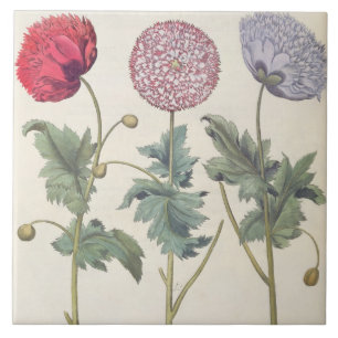 Mohnblumen: Multiplexalbumoris 1.Papaver Fliese