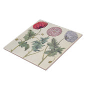 Mohnblumen: Multiplexalbumoris 1.Papaver Fliese (Seite)