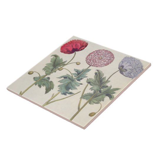 Mohnblumen: Multiplexalbumoris 1.Papaver Fliese (Seite)