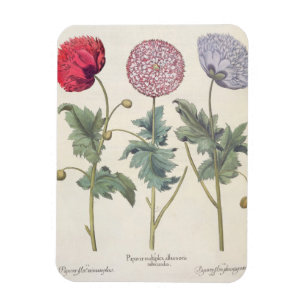 Mohnblumen: Multiplexalbumoris 1.Papaver Magnet