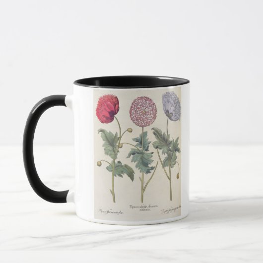 Mohnblumen: Multiplexalbumoris 1.Papaver Tasse (Links)