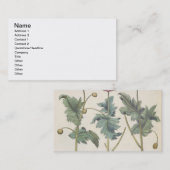 Mohnblumen: Multiplexalbumoris 1.Papaver Visitenkarte (Vorne/Hinten)