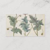 Mohnblumen: Multiplexalbumoris 1.Papaver Visitenkarte (Rückseite)