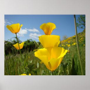 Mohnblumen Orange Mohnblumen Kunst Drucke Gerahmte