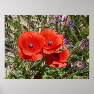 MOHNBLUMEN POSTER