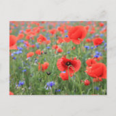 Mohnblumen Postkarte (Vorderseite)