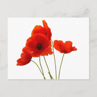 Mohnblumen Postkarte