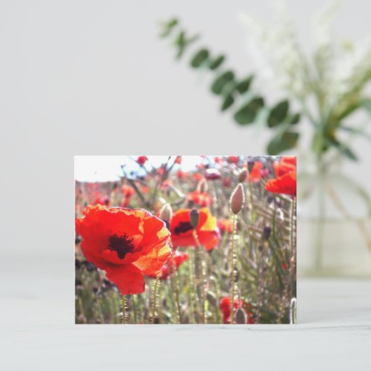 Mohnblumen Postkarte (Stehend Vorderseite)