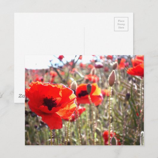 Mohnblumen Postkarte (Vorne/Hinten)