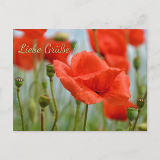 Mohnblumen Postkarte (Vorderseite)