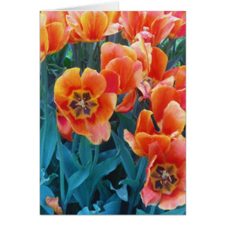 Mohnblumen-Tulpen