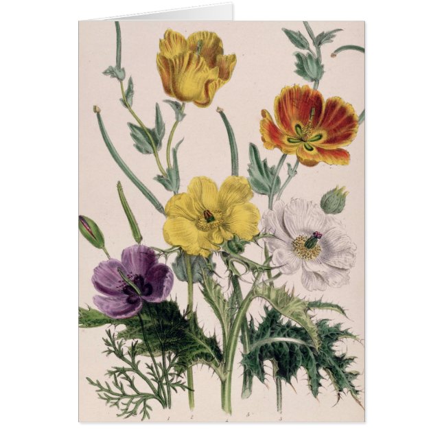 Mohnblumen und Anemonen (Vorne)