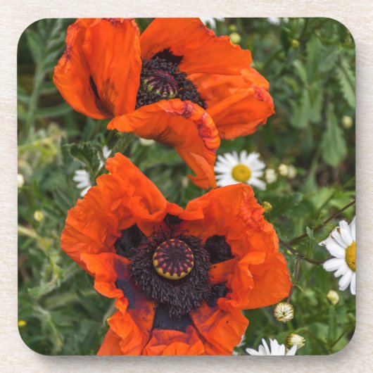 Mohnblumen und Gänseblümchenharte Untersetzer (Vorderseite)