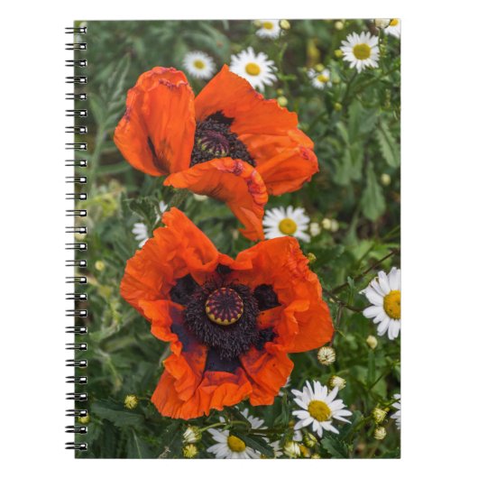 Mohnblumen und Gänseblümchennotizbuch Notizblock (Vorderseite)