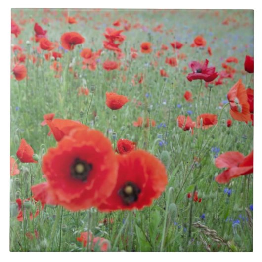 Mohnblumenfeld in Vernon Fliese (Vorderseite)