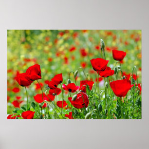 Mohnblumenfeldplakat Poster