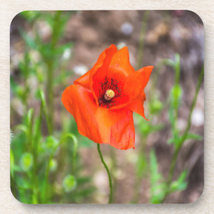 Mohnblumenharte PlastikUntersetzer Untersetzer