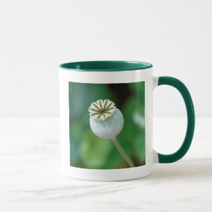 Mohnblumenkopf-Samen, Westkap Tasse