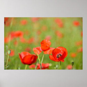 Mohnblumenposter auf einem Mohnfeld Poster