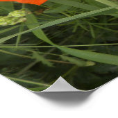 Mohnblüte Poster (Ecke)