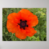 Mohnblüte Poster (Vorne)